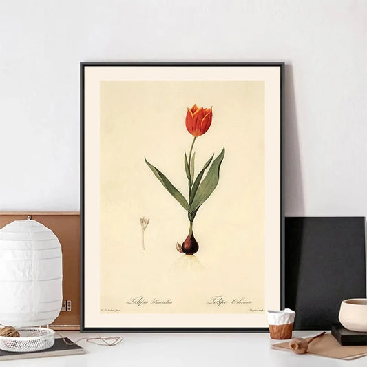 Framed botanical print of a red tulip on a wall with decor items below. Canvas & Curio