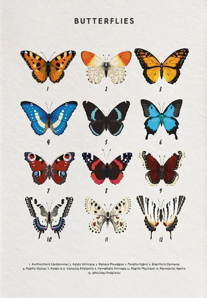 Illustration of various butterflies on a light background