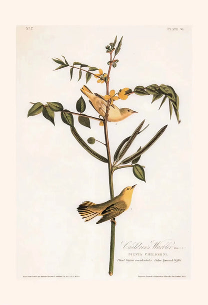 Illustration of two birds perched on a branch with leaves and berries.