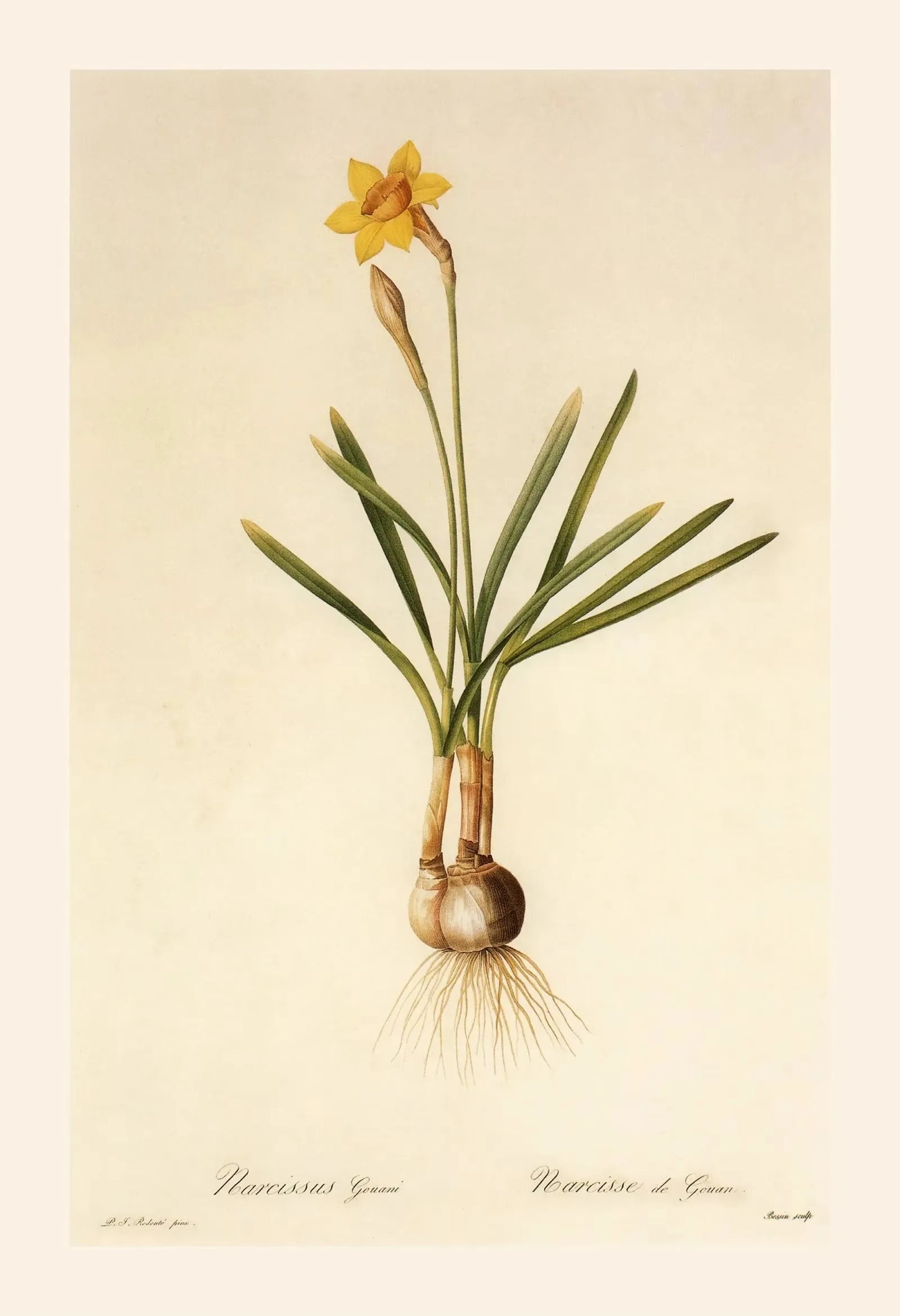 Botanical illustration of a flowering plant with a beige background