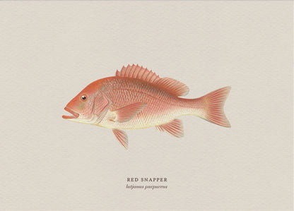 Illustration of a red snapper fish on a beige background