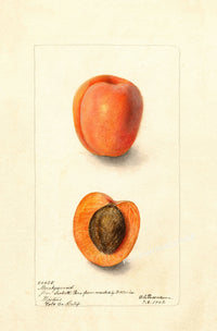 Painting XII
