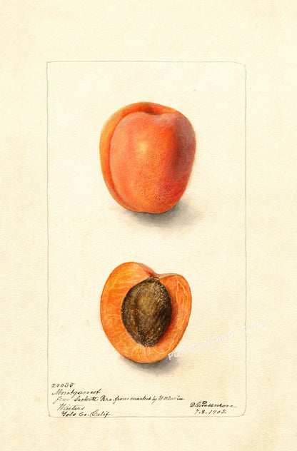 Retro Harvest Collection - Canvas & Curio