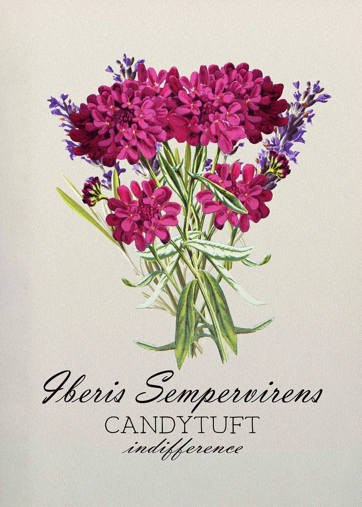 Illustration of pink flowers with green leaves on a beige background, labeled 'Iberis Sempervirens Candytuft Indifference'.