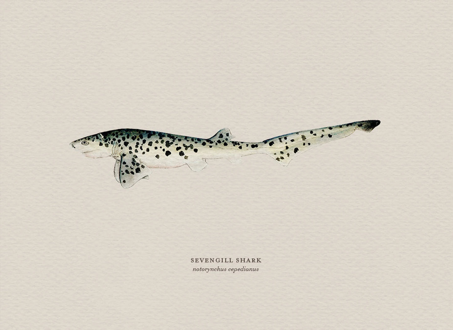 Illustration of a sevengill shark on a beige background