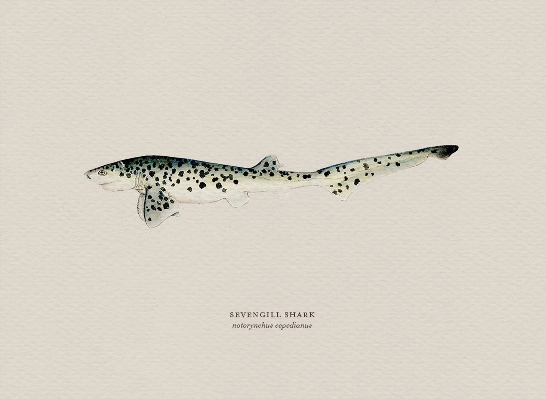 Illustration of a sevengill shark on a beige background