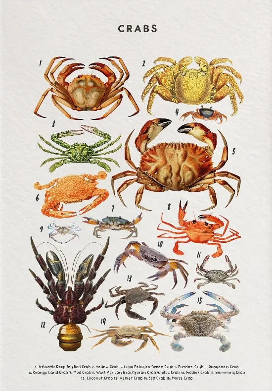 Illustration of various types of crabs with labels on a beige background