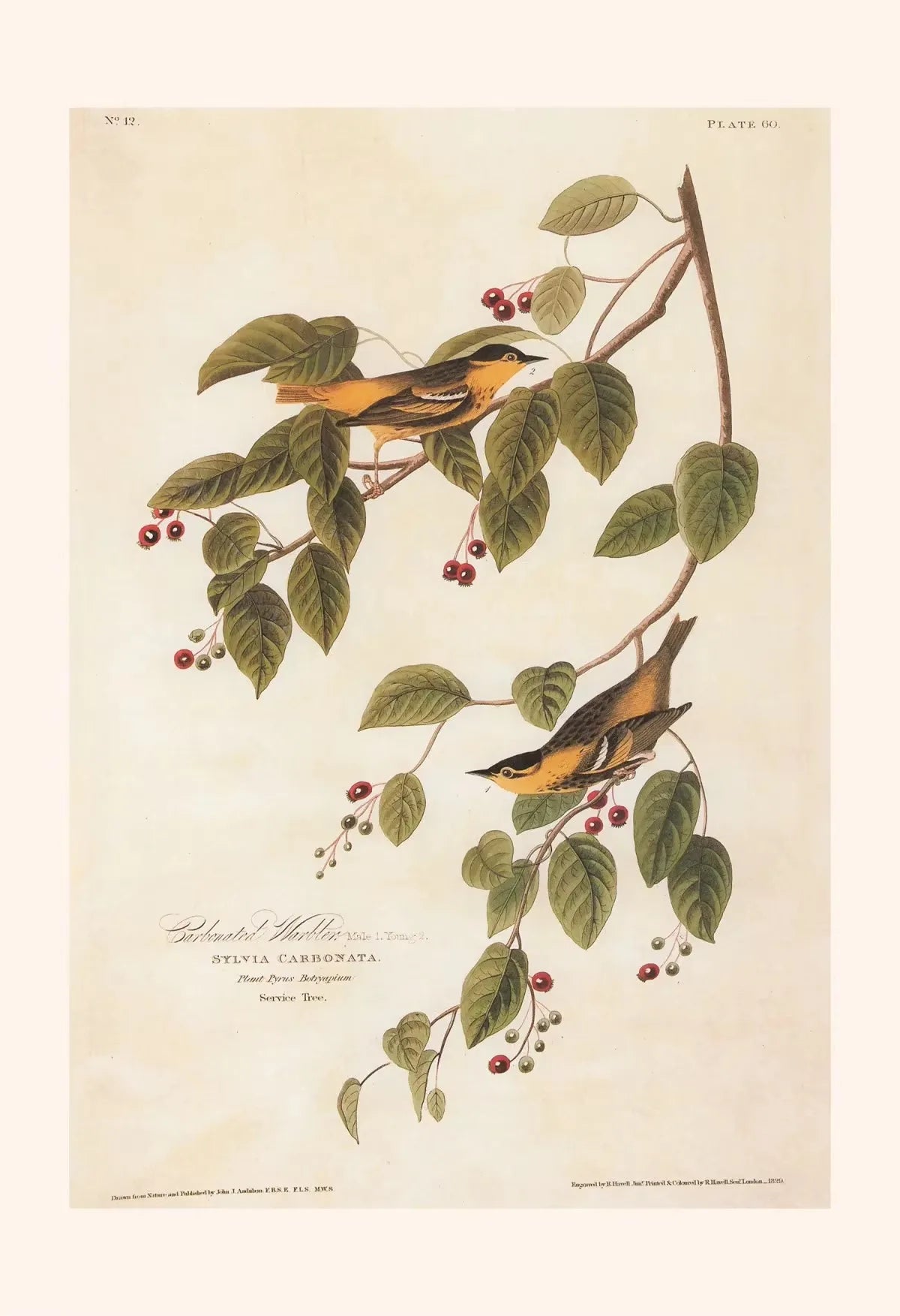 Illustration of two birds on a branch with leaves and berries