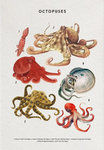 Illustrations of various octopuses on a beige background