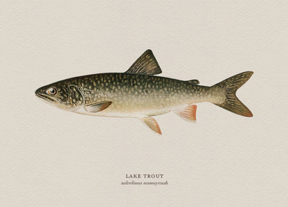 Illustration of a lake trout on a beige background