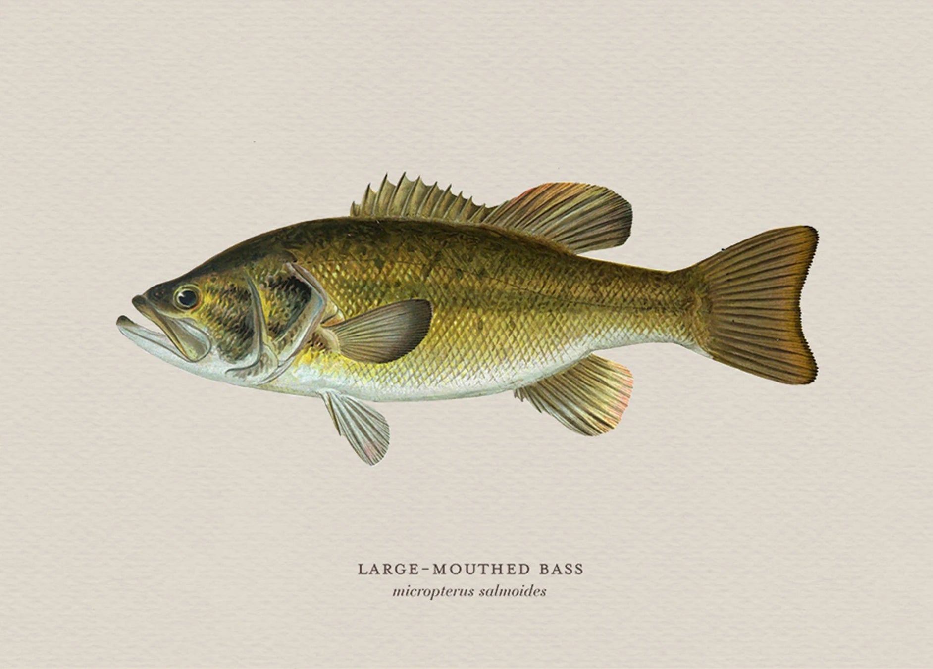 Illustration of a large-mouthed bass on a beige background
