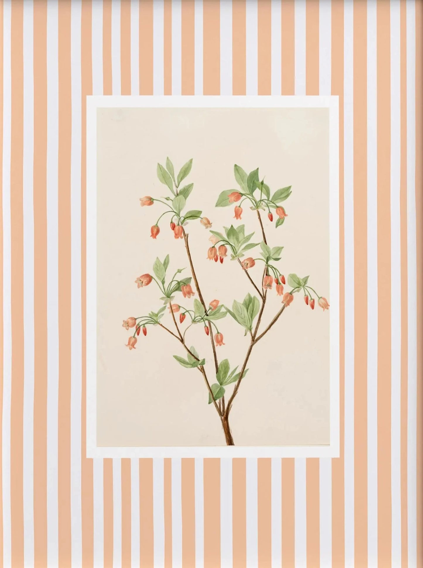Framed botanical illustration on a striped background