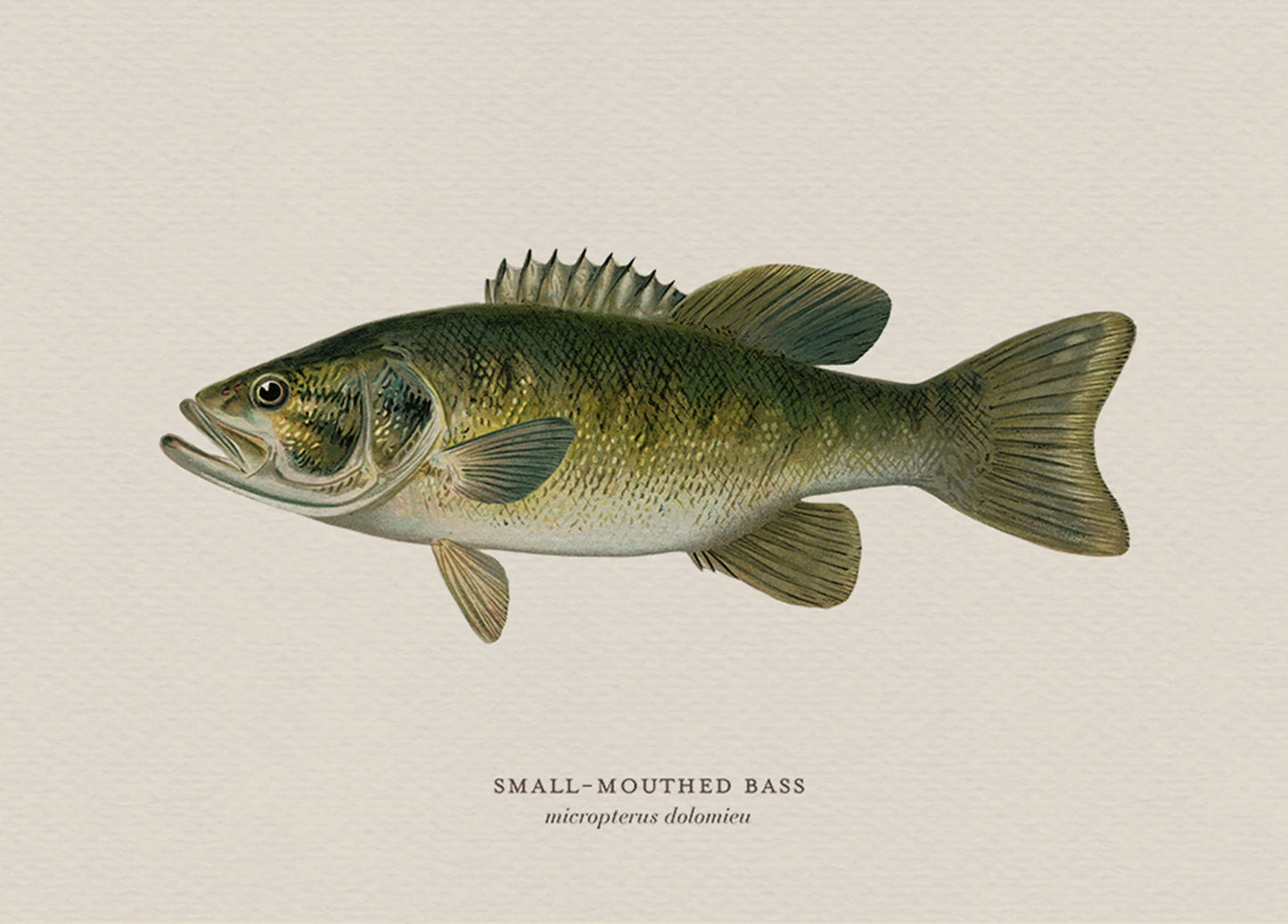 Illustration of a small-mouthed bass on a beige background
