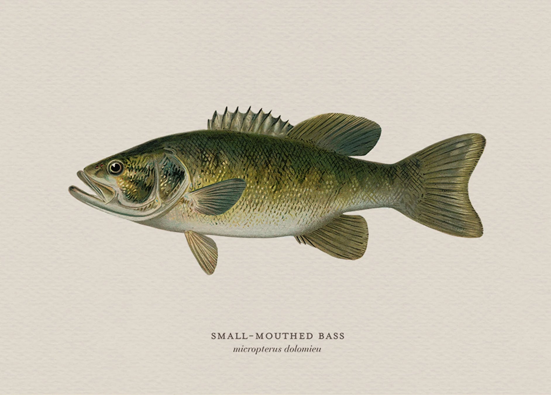 Illustration of a small-mouthed bass on a beige background