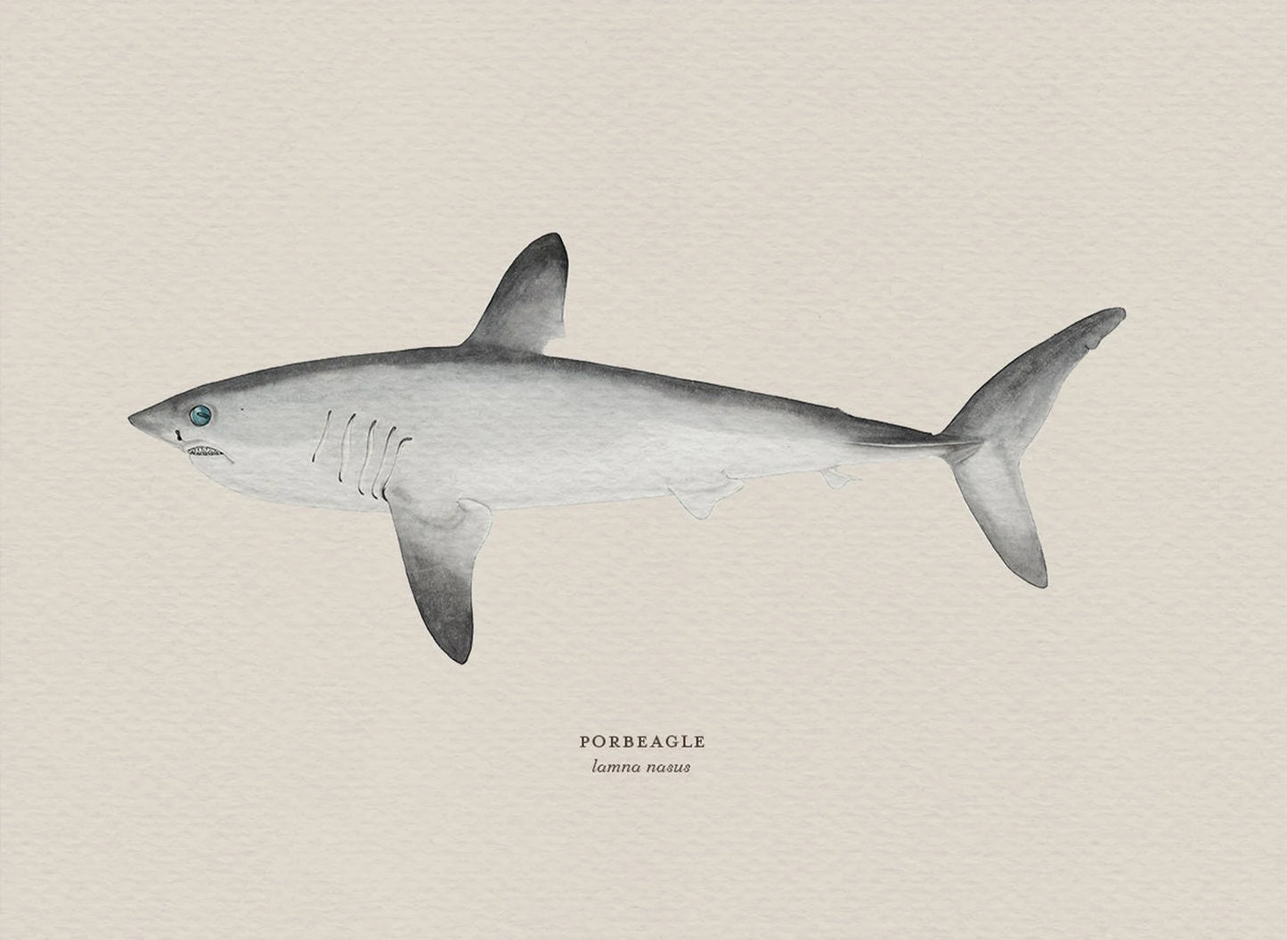 Illustration of a porbeagle shark on a beige background