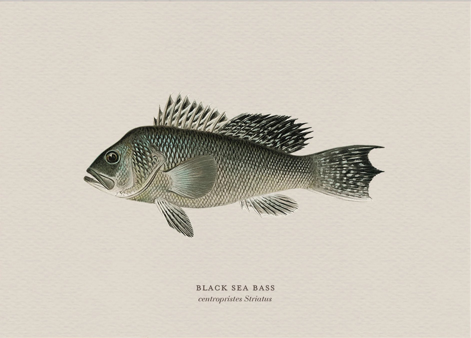 Illustration of a black sea bass on a beige background