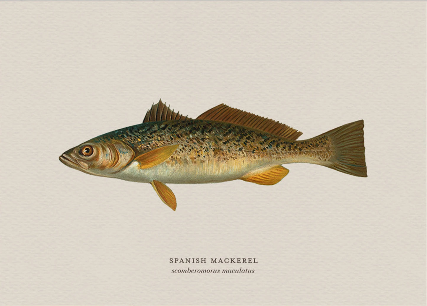 Illustration of a Spanish mackerel on a beige background