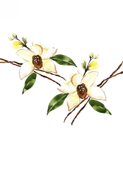 Decorative illustration of white flowers with green leaves on a white background