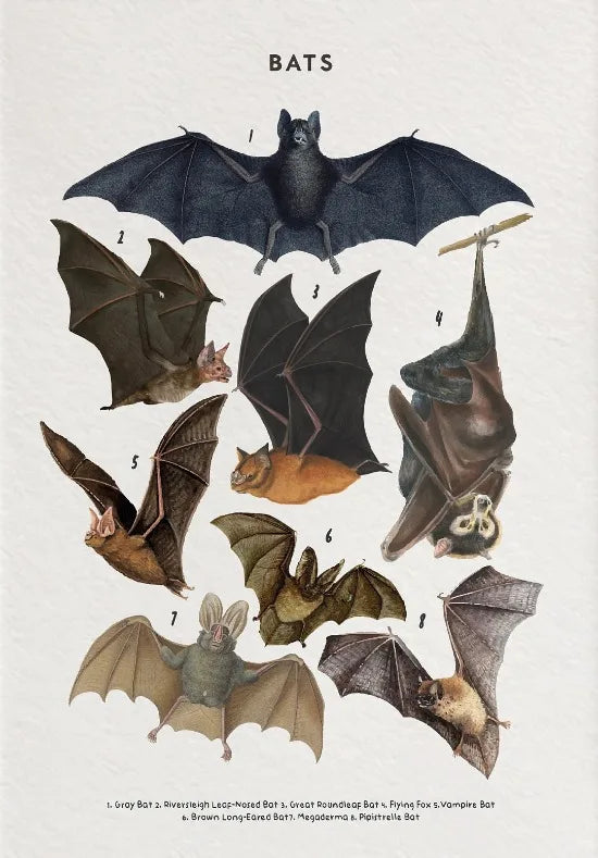 Illustration of various bats with labels on a light gray background