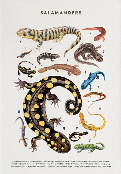 Illustration of various salamander species on a white background