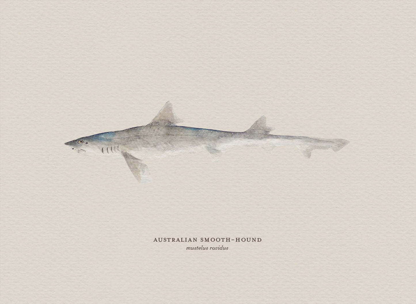 Illustration of an Australian Smooth-Hound shark on a beige background