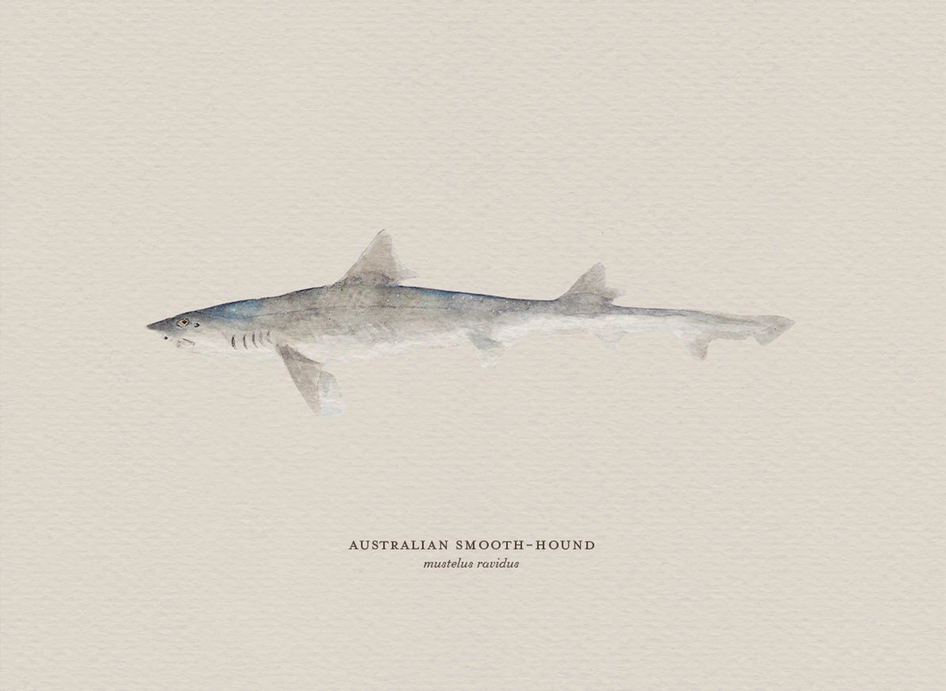 Illustration of an Australian Smooth-Hound shark on a beige background