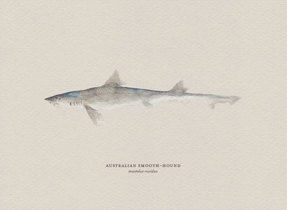 Illustration of an Australian Smooth-Hound shark on a beige background