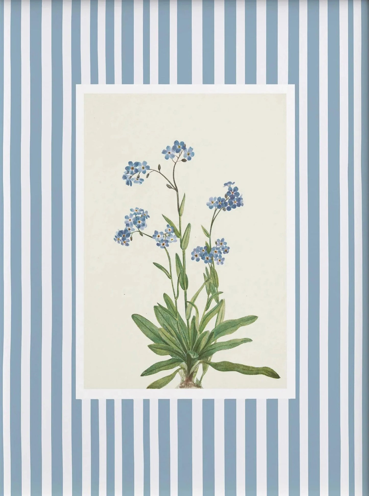 Botanical illustration of a plant with blue flowers on a striped background