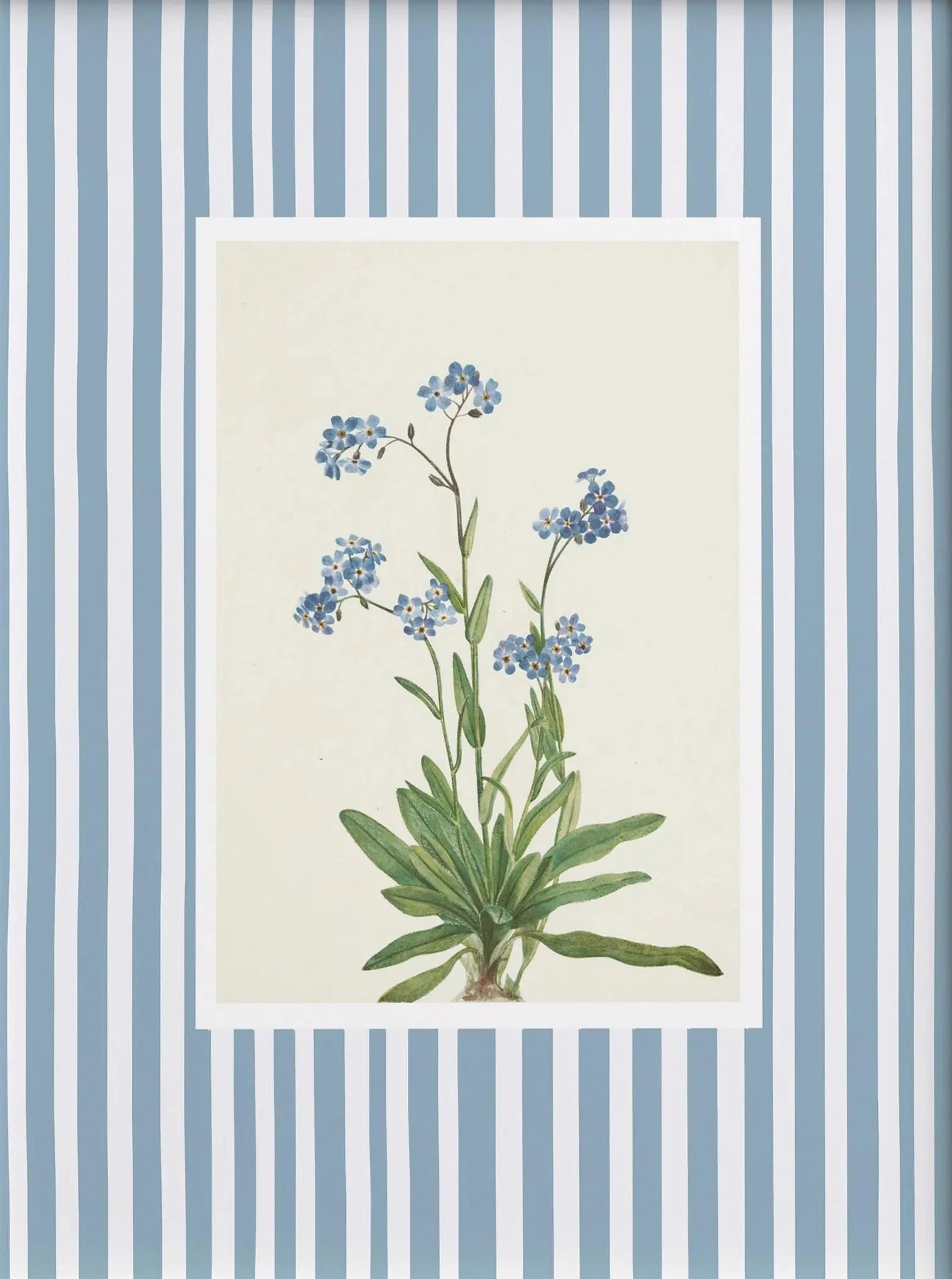 Botanical illustration of a plant with blue flowers on a striped background