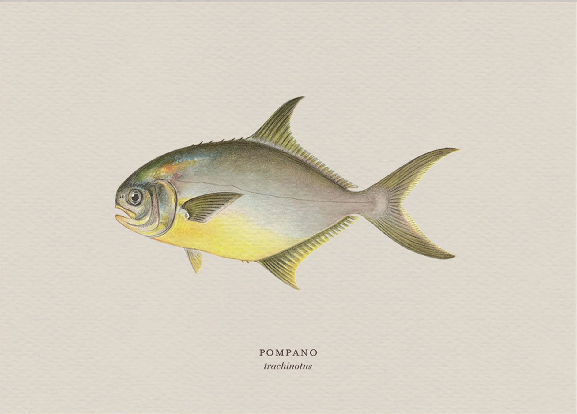 Illustration of a pompano fish on a beige background