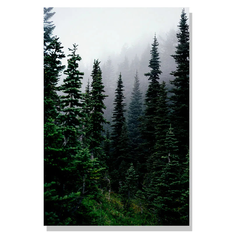 Misty forest with tall trees on a white background