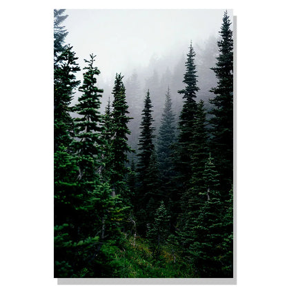 Misty forest with tall trees on a white background
