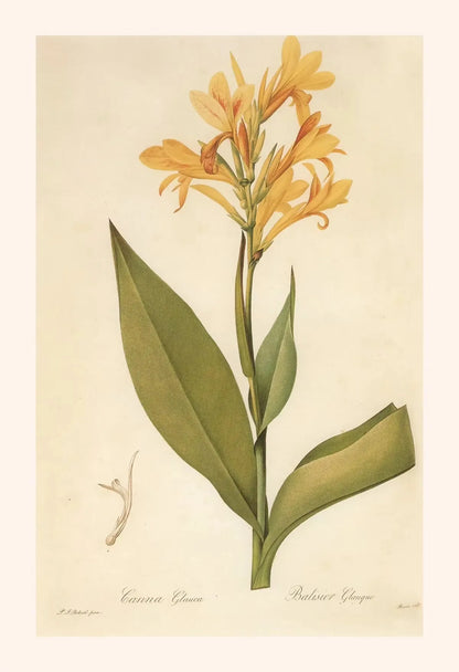 Botanical illustration of a yellow flower with green leaves on a beige background