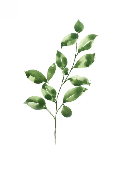 Green leaf branch on a white background