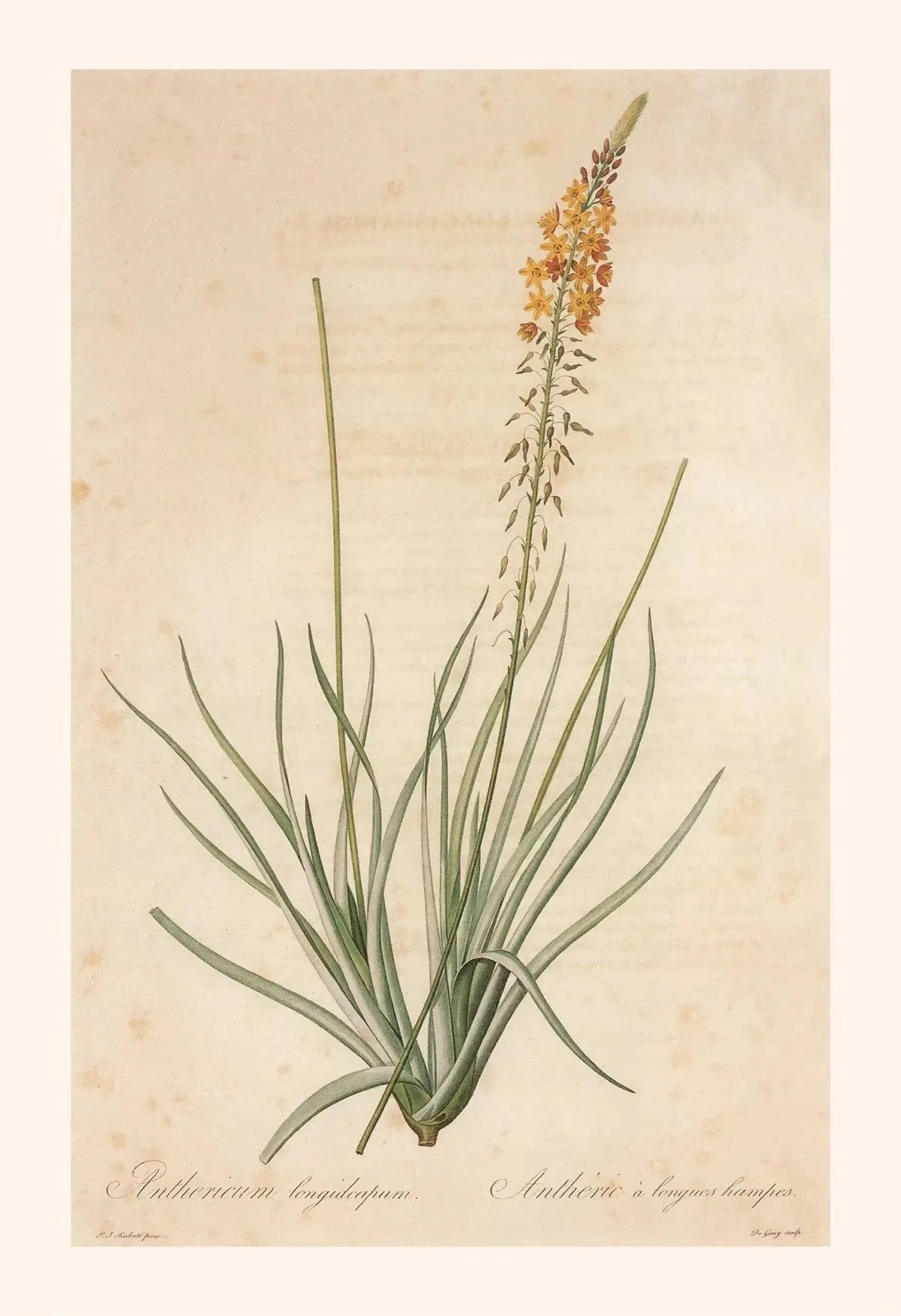 Botanical illustration of a plant with orange flowers on a beige background