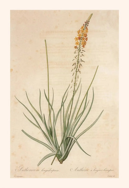 Botanical illustration of a plant with orange flowers on a beige background