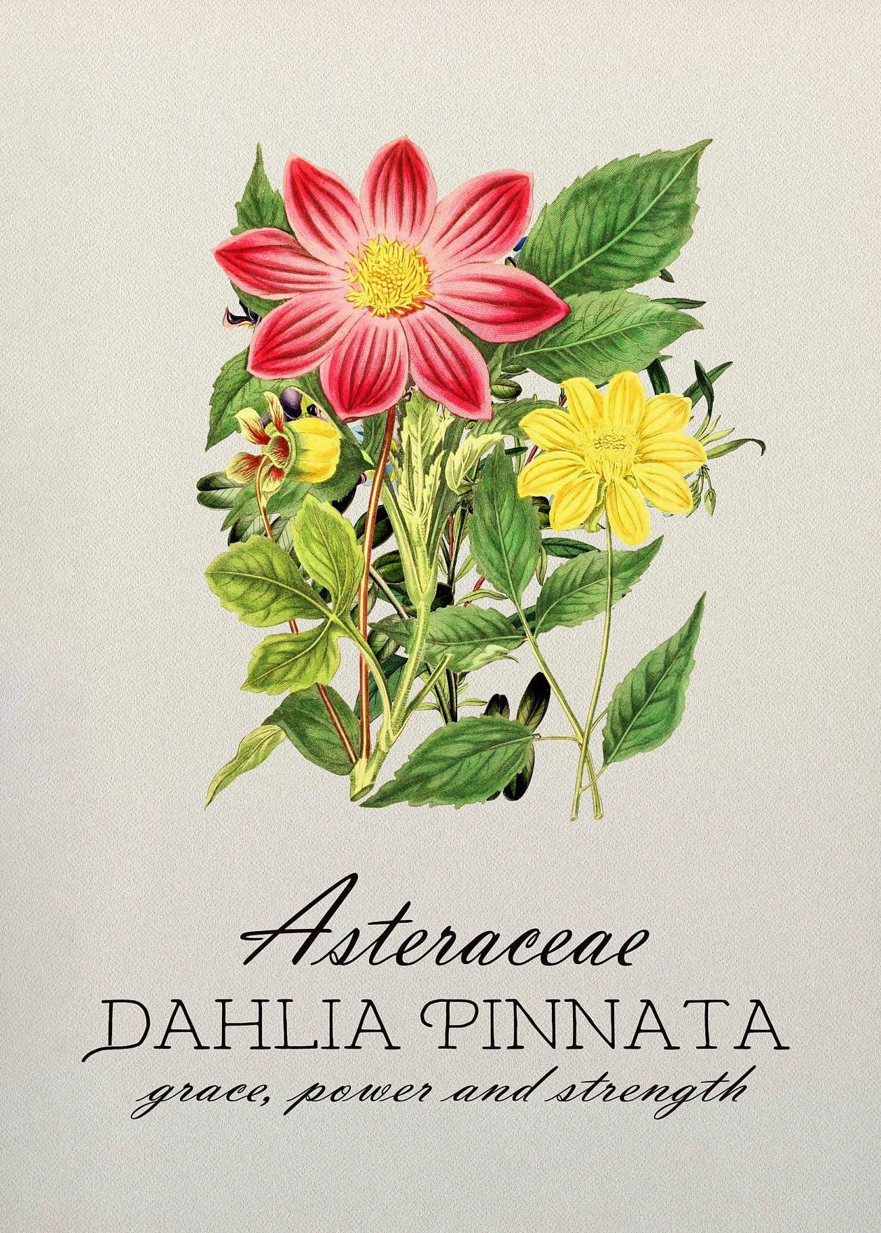 Illustration of a pink and yellow flower with green leaves on a light background, featuring the text 'Asteraceae Dahlia Pinnata' and 'grace, power and strength'.