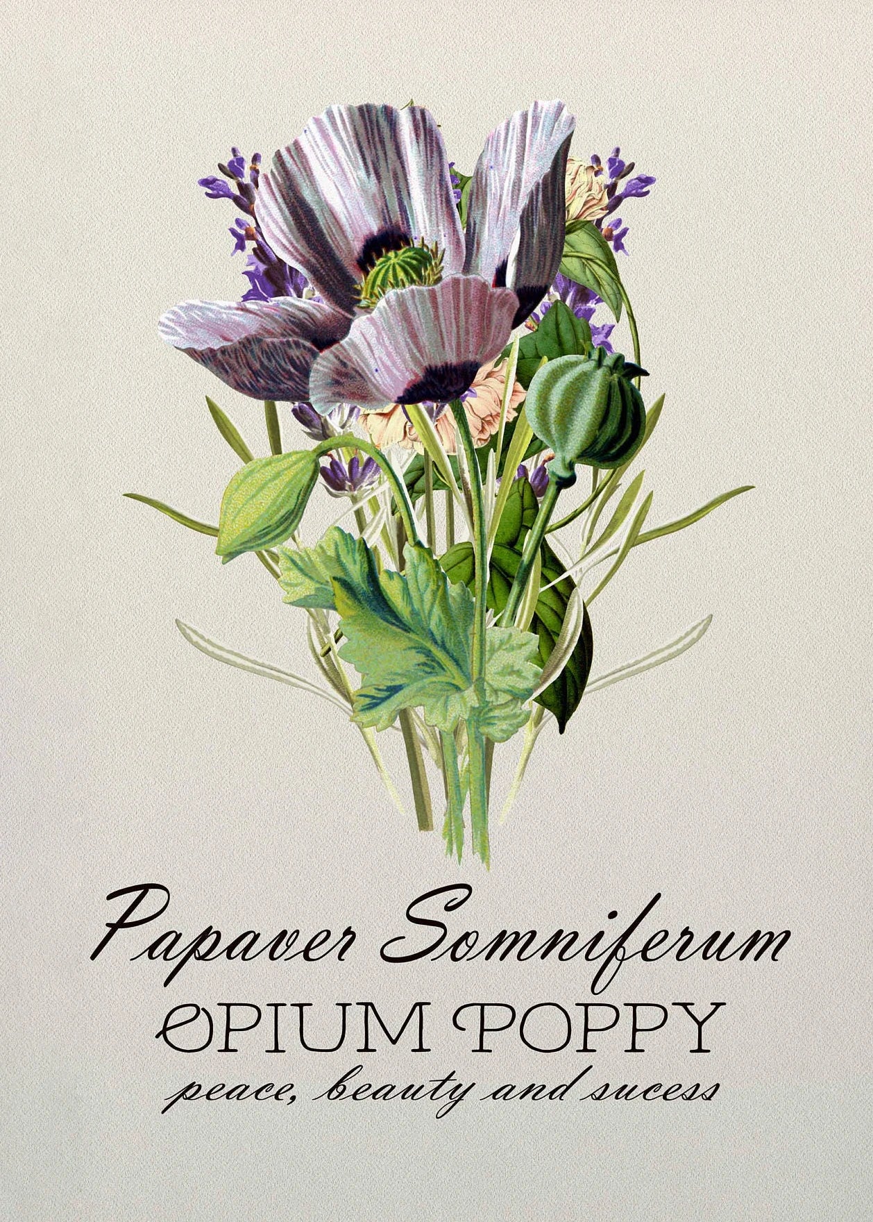 Illustration of an opium poppy flower with text on a beige background