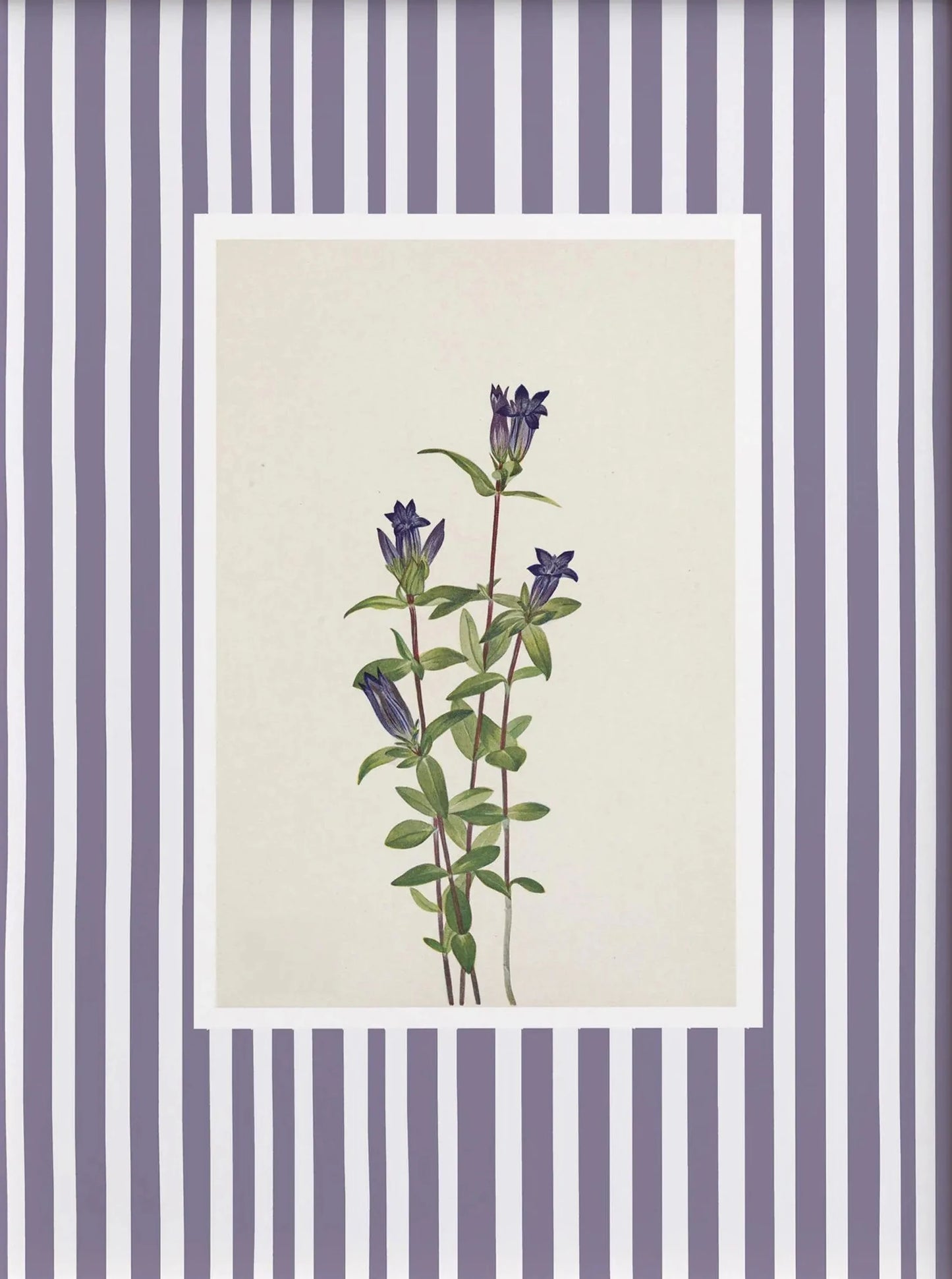 Framed botanical illustration of purple flowers on a striped background