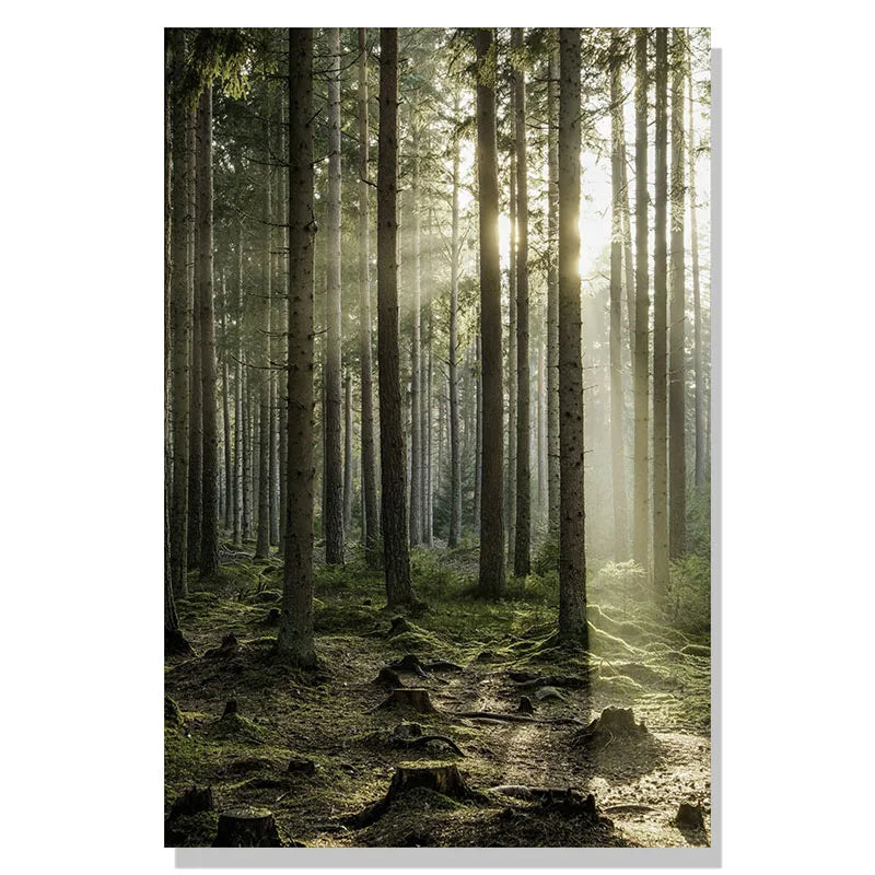 Sunlight filtering through tall trees in a forest