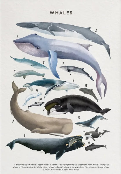 Illustration of various whale species on a white background