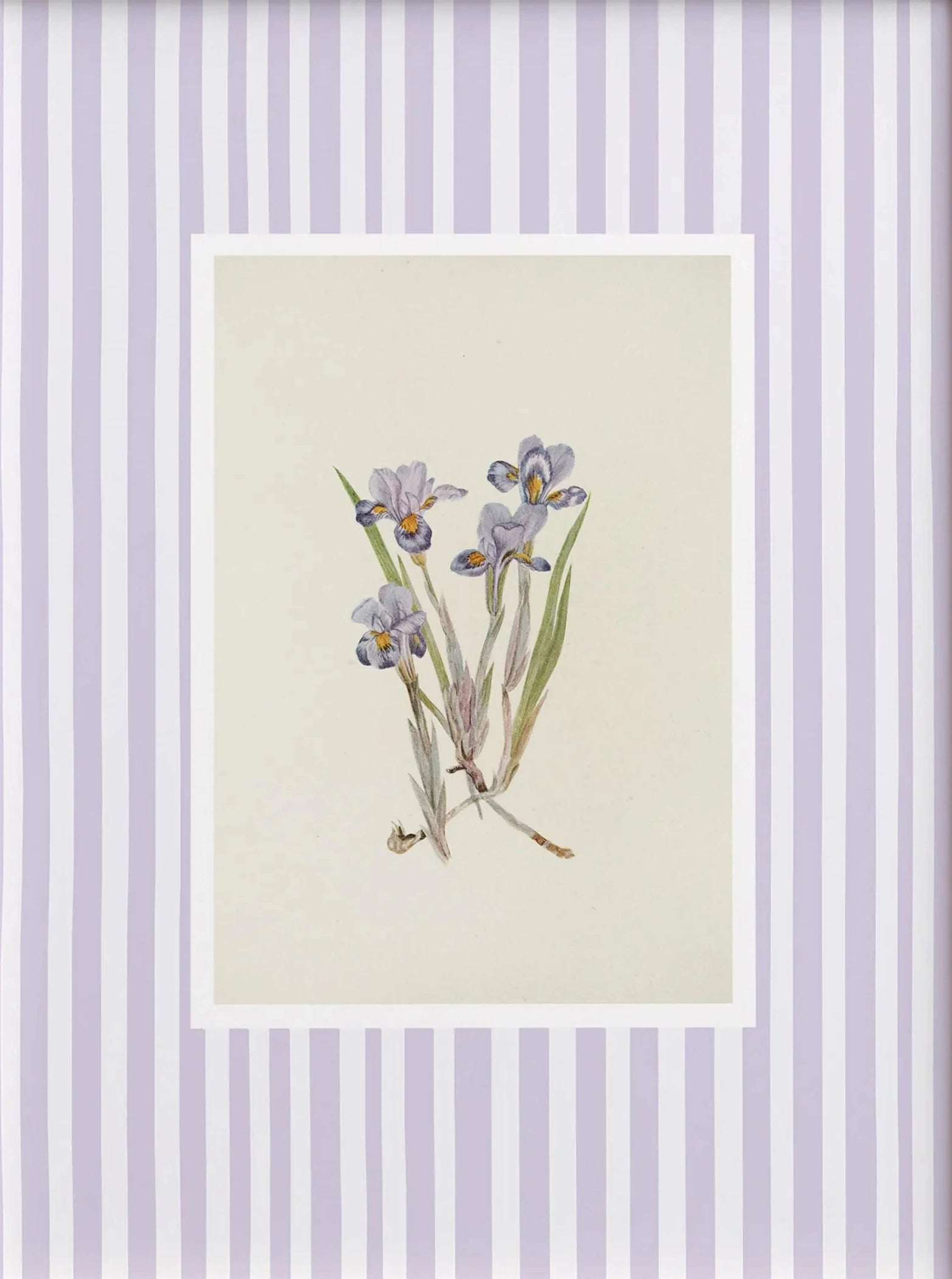 Framed botanical illustration of flowers on a striped background