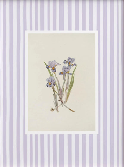 Framed botanical illustration of flowers on a striped background