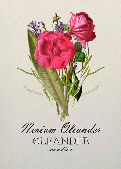 Illustration of Nerium Oleander flowers with text on a light background