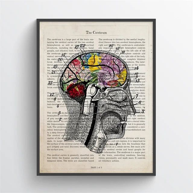 Anatomical brain illustration on a vintage book page with colorful details