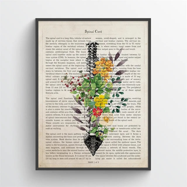 Framed artwork of a colorful spinal cord illustration on an old book page.