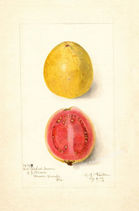Painting II