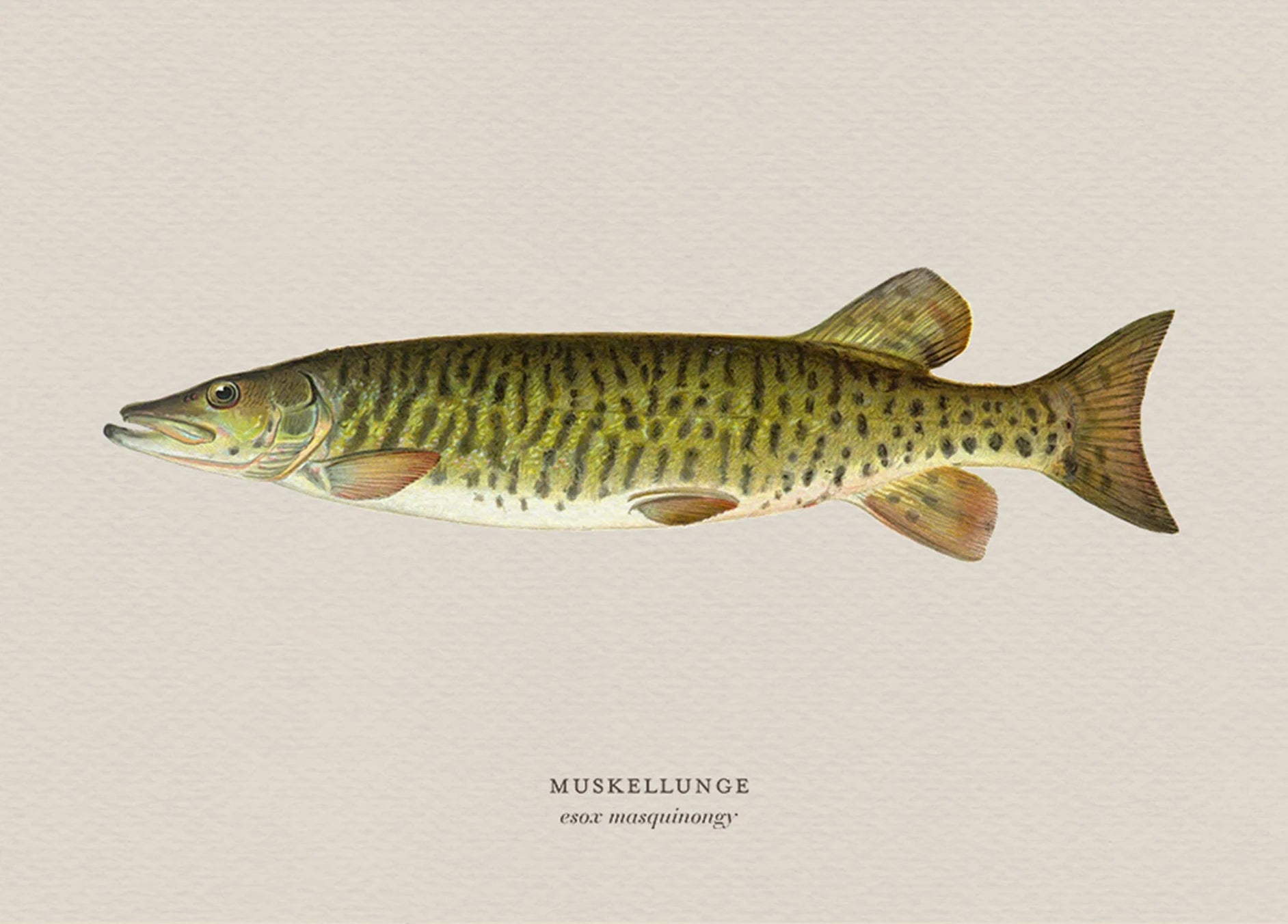 Illustration of a muskellunge fish on a beige background