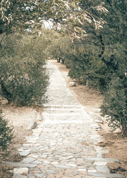 Winding stone path through an olive grove with trees on either side.