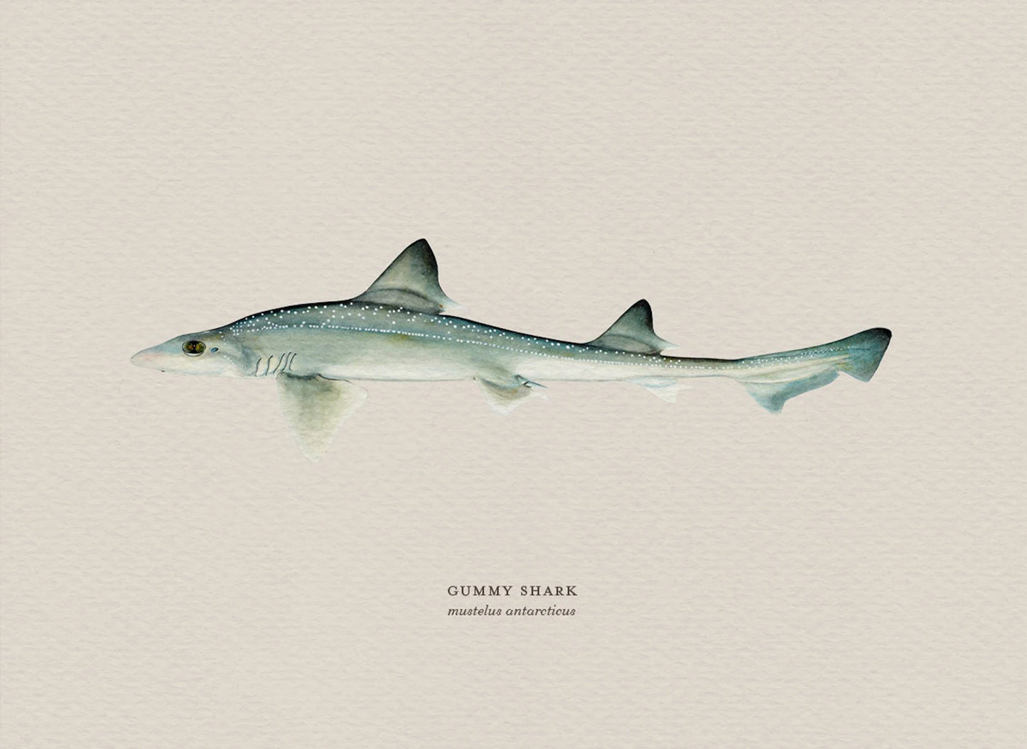 Illustration of a gummy shark on a beige background